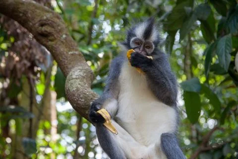 North Sumatran Dusky Leaf Monkey Eating a Banana 스톡 사진