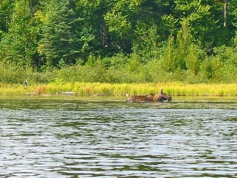 North Tea Lake 2004 Stock Photos
