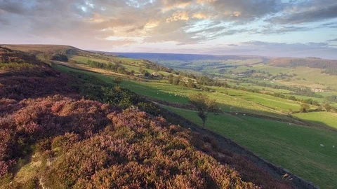 North Yorkshire Moor National Park, England : Aerial shot of flowering heather Stock Footage