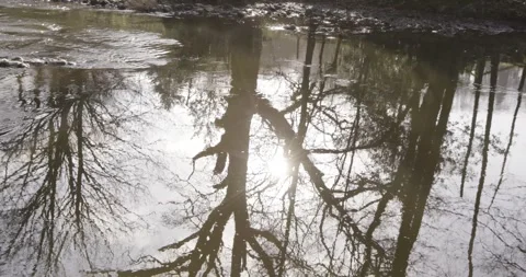North Yorkshire moors river tree reflection Stock Footage 240434100