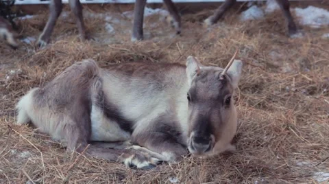 North Young Deer lying on the straw Stock Footage 58847715