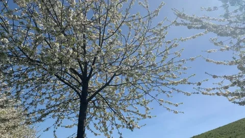 Northala  - 15 库存影片 155244972