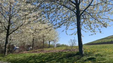 Northala  - 16 库存影片 155244970