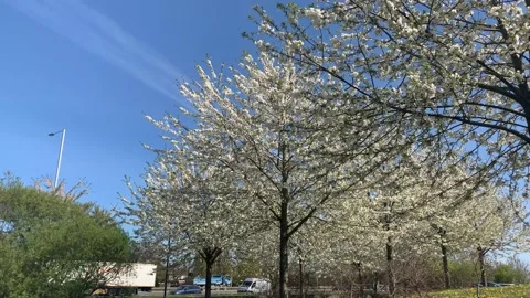 Northala  - 20 库存影片 155245118