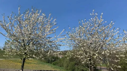 Northala  - 26 Stock Footage 155245288