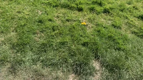 Northala  - 4 库存影片 155245645