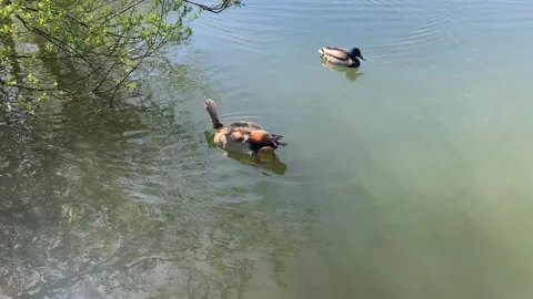 Northala  - 62 Stock Footage 155246113