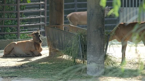 The northeastern red deer in the zoo Stock Footage 114826775