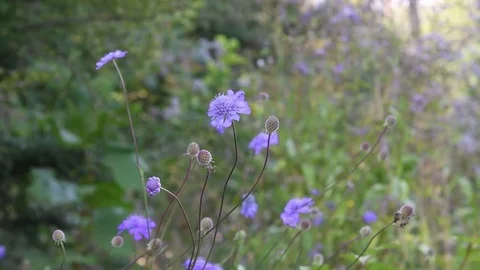 Northeastern scabious flowers Video stock 83289031
