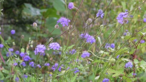 Northeastern scabious flowers Stock Footage 83289170
