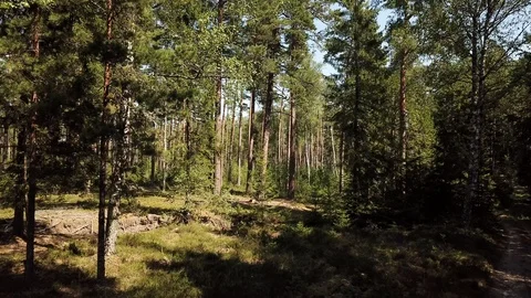 A Northen Baltic Pine Forest Stock Footage 106187645