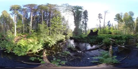 The northen forest stream 02, 360 vr video Stock Footage 156863907
