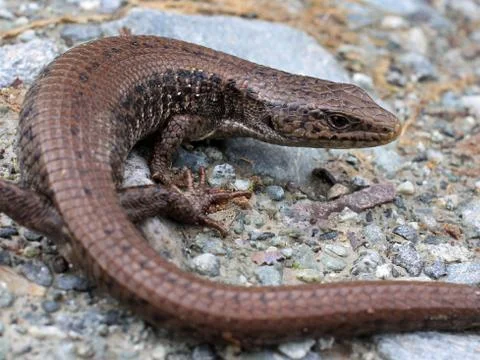 Northern Alligator Lizard Stock Photos