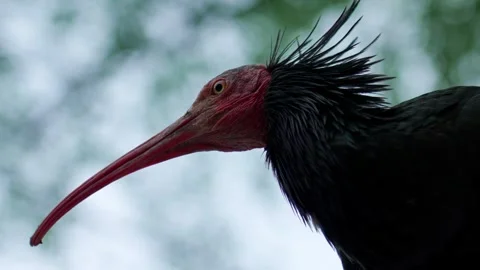 Northern Bald ibis Stock Footage 314054273