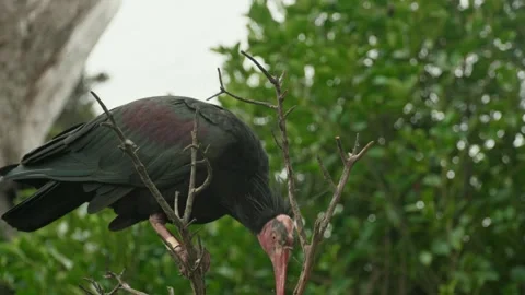 Northern Bald Ibis Perched on Tree Branch Outdoors Stock Footage 341829451