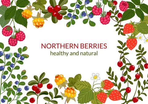 Northern berries frame. Vector horizontal background with lingonberry, cranberry Stock Illustration