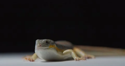 Northern blue tongue skink, footage of Stock Video Pond5