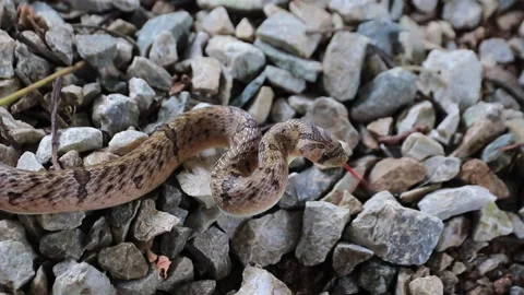 Northern Brown Snake Stock Footage 208242492