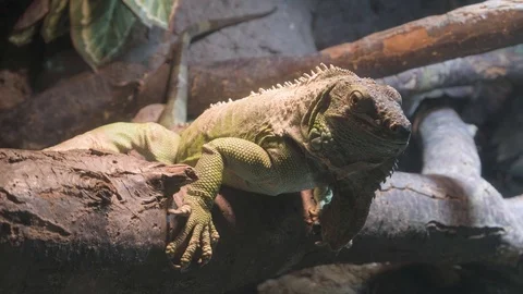 Northern Caiman Lizard Video stock 96018784