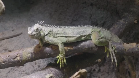 Northern Caiman Lizard Stock Footage 96044366