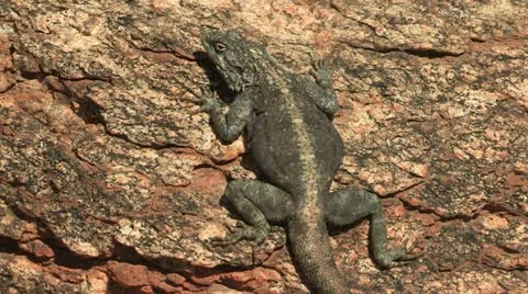 Northern Cape lizard Stock Footage 12627289