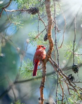 Northern Cardinal basking in the sunlight in a pine tree during Winter Stock Photos
