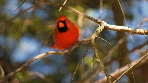 Northern Cardinal bird Stock Footage 105523088