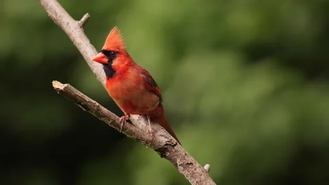 Northern cardinal on branch Stock Footage 195748813