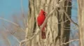 Northern Cardinal (Cardinalis cardinalis) - Male 1 HD Footage