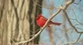 Northern Cardinal (Cardinalis cardinalis) - Male 2 HD Footage