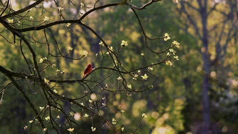 Northern Cardinal Flies Tree Three Birds Follow Backlight Slow Motion Stock Footage 202052650