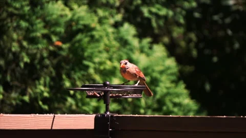 Northern Cardinal Stock Footage 250086606