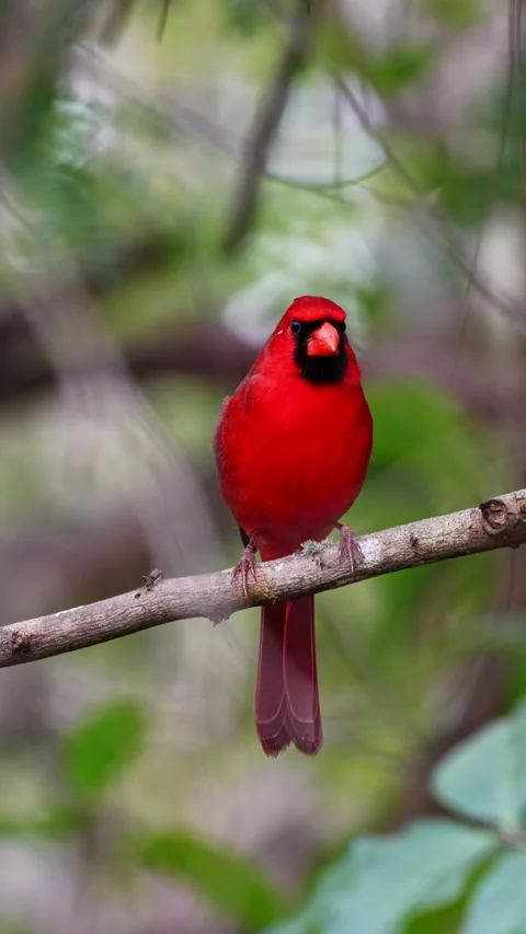 NORTHERN CARDINAL Stock Footage 280780255