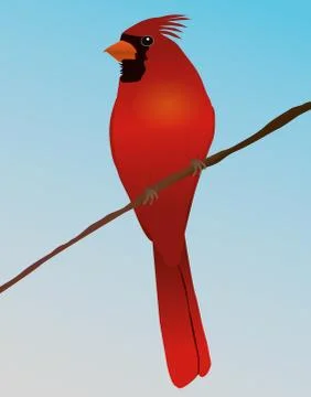 Northern cardinal Illustrazione stock