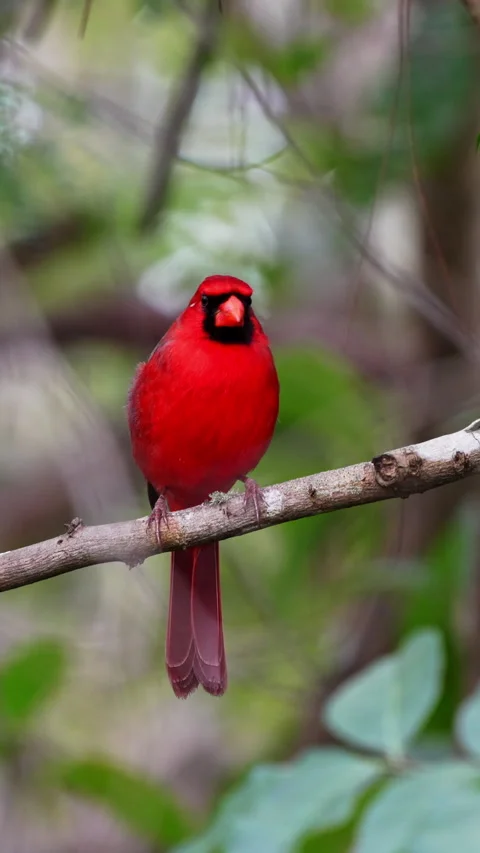 NORTHERN CARDINAL PERCHING Stock Footage 280780051