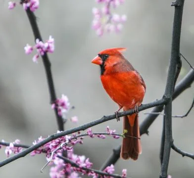 Northern Cardinal. Foto stock