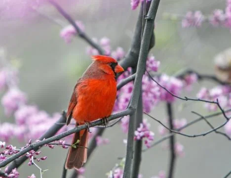 Northern Cardinal. Stock Photos