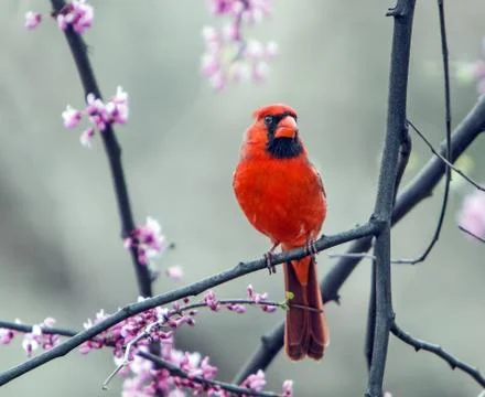 Northern Cardinal. Stock Photos