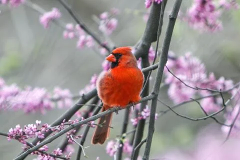 Northern Cardinal. Stock Photos