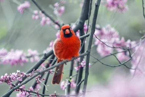 Northern Cardinal. Stock Photos