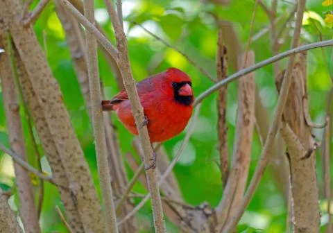 Northern Cardinal Stock Photos
