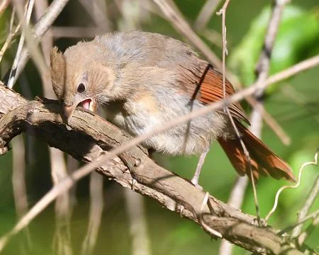 Northern Cardinal Stock Photos