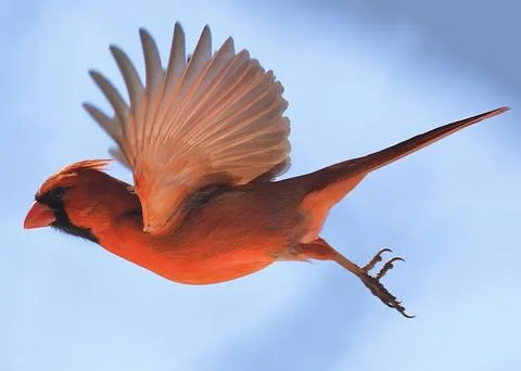 Northern Cardinal Stock Photos