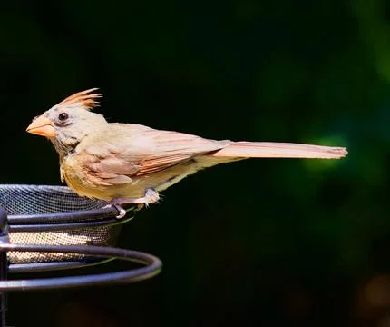 Northern Cardinal Stockfoto's
