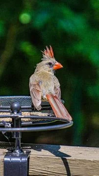 Northern Cardinal Foto stock
