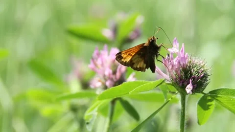 Northern Cresent Butterfly Stock Footage 155525911