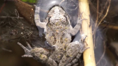 Northern Cricket Frog close-up, macro shot 1080p + tripod 스톡 동영상 99522316
