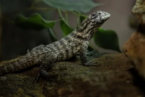 Northern curly-tailed lizard Stock Photos