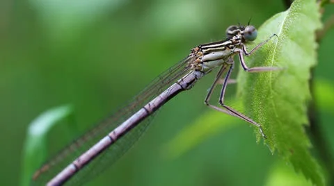 Northern damselfly Stock-Footage 24607015