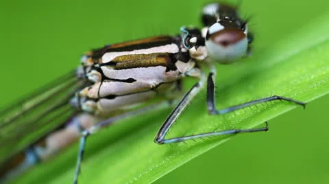 Northern damselfly Stock-Footage 24747365